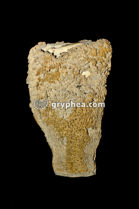 Eponge fossile - gryphea.com